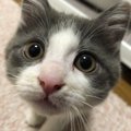 猫にとっての『最高に嬉しいこと』５つ