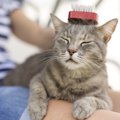 猫がエチケットブラシにスリスリ！どうして近寄ってくるの？