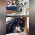 仲良くくつろぐきょうだい猫→1匹が『シャー！』と威嚇した結果…思わず…