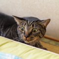 猫が『追われると逃げてしまう』ときの気持ち4選　どうしても捕まえた…