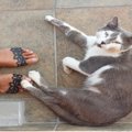 猫が飼い主の『お出かけを止めたい』にみせる行動5選　阻止したがる心理か…