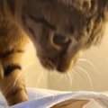 ベッドとシーツの間に潜っていた猫→『通りかかった猫』に踏まれてしまった…