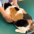 温厚な三毛猫→『動物病院』に連れて行くと……信じられない光景が72万再…