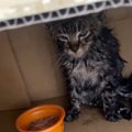 雨の中『衰弱している子猫を保護してほしい』と連絡があり、向かった結果……