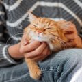 猫が『あなたのそばから離れない』ときの4つの心理　かまい過ぎはあまりよ…