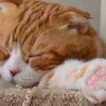 猫の肉球ハンドクリームとは？マッサージの方法とおすすめ商品3選