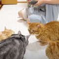 No.1ハンターは誰！？ネズミのオモチャに群がる猫ちゃんたちが可愛い♡