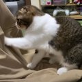 スカートでホリホリ！？一生懸命に掘る猫さん！