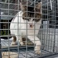 『足を怪我した母猫』子猫たちと一緒に救助して…その後訪れた『幸せな…