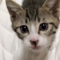 まだ上手に鳴けない子猫を撮ってみたら…『ピッポー』と声を出す様子が…