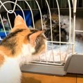 子猫たちが『退院してきたママ猫』を見た結果…『予想外のリアクション…