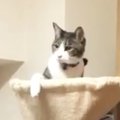 キャットタワーのハンモックでくつろいでいた猫→女の子に誘われると…想像…
