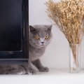 猫が撫でようとすると逃げるのはなぜ？4つのワケと注意点