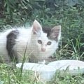 1年前、庭に現れた小さな子猫を保護したら…驚きの『現在の様子』に「想像…