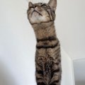 座っている猫の『首』を見たら……別の生き物みたいになった『まさかの瞬間…