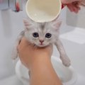 『5匹の子猫』を初めてのお風呂に入れた結果…"いい子すぎる姿&qu…