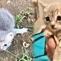 スイマー症候群と診断された子猫。治療を受けてみるみる回復！さらに…