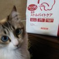 下部尿路ケアにおすすめ！「Dr.'s Careドクターズケア」猫用スト…