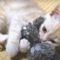 子猫ちゃんのぬいぐるみ遊びが激カワ♡