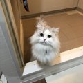 お風呂場に猫が来るのはどうして？６つの心理