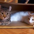 猫が隠れた時はどうしてますか？絶対NGな行動4つ