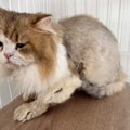 『触るとベタベタで強烈な臭いがする猫』を引き取って8か月後…劇的な…