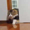 キャットドア設置前日…猫ちゃん最後の引き戸こじ開けシーン！