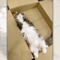 『可愛すぎるふるさと納税届いた』もふもふ北欧猫の返礼品♪これはみん…