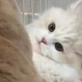 先輩猫に後輩猫がケンカを仕掛けた結果…反則級に可愛い『まさかの威嚇ポー…