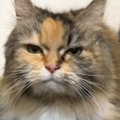 ジーっと見つめてくる猫が、次の瞬間…まるで握手を求めているかのような『…