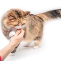猫が飼い主の『ニオイを嗅ぎたがる』ときの理由4つ　執拗にチェックしてい…
