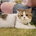 猫が『飼い主の隣』に座るときの心理5つ！隣に来て欲しいときはどうし…