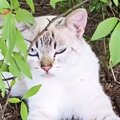 野良猫時代の『険しい表情』から約1年が経過したら…『激変』した姿に…