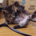 いたずら盛りの子猫たち！お散歩は任せて！