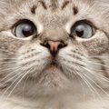 あなたの愛猫はどう？猫がする変な癖８選