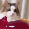 プルプルのゼリーを叩いていると、ネコがやって来て……想像以上の『リ…
