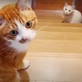 みんなで一緒に♪猫ちゃんたちとお昼寝タイム！