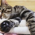 猫の肉球にはこんなヒミツが！驚くべき隠された役割５選