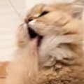 毛づくろいしていた猫→途中で舌がくっついてしまい…『まさかの表情』が80…