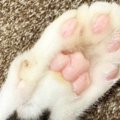 猫の手のひらを見たら、『予想外の模様』が…SNSに投稿すると→反則級に可愛…