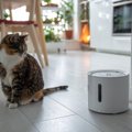 猫との暮らしに便利な『ペット家電』4選　飼い主さんの困りごとを解決…