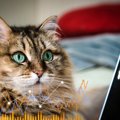 「愛猫の今の気持ちは？」AIが分析し、人間語に翻訳できる可能性が高まる…