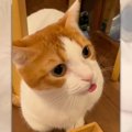 猫の『舌のしまい忘れ』が可愛すぎると話題に　1.8万いいねの大絶賛♡