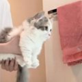 はじめてのシャンプーで『不安そうにしている子猫』→体を洗い始めると…涙…