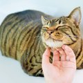 猫が見せる『あなたへの愛情度』を示す5つのサイン　見逃しがちな行動の意…