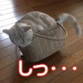 猫ちゃんのカゴバックチャレンジ！