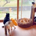 『こんにちは～♡』挨拶をして回る新入り猫がかわいいと話題　困惑する…