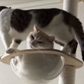 キャットタワーでくつろいでいた兄猫→弟猫も入ろうとして…『まさかの悲劇…