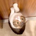 仕事部屋から１日中出てこないパパ→猫が寂しがって…扉の前で見せた『健気…
