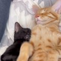 一緒にお昼寝をしていた兄妹猫→1匹が寝返りをうった次の瞬間…見事な『シン…